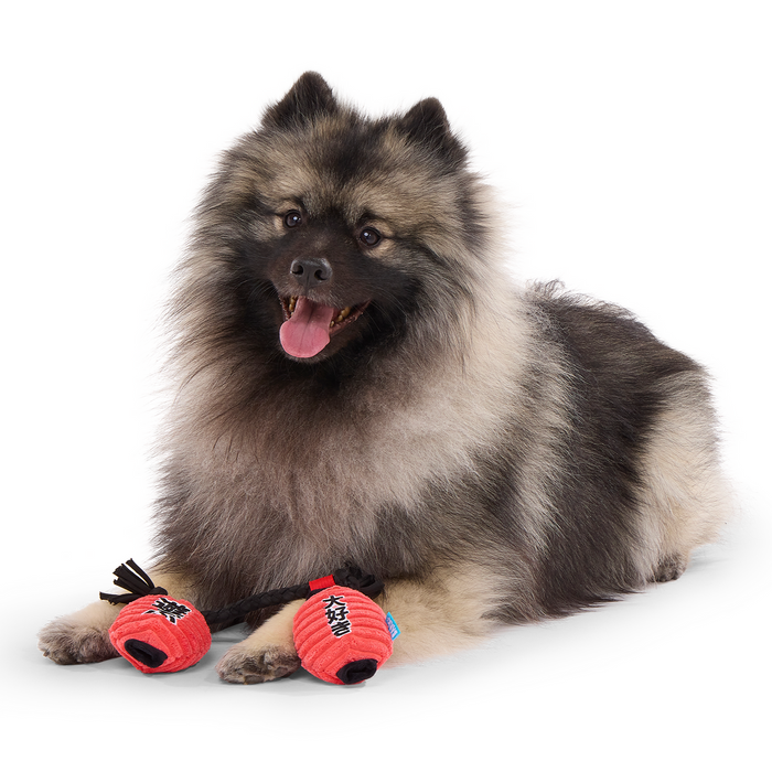 fluffy dog with rope toy