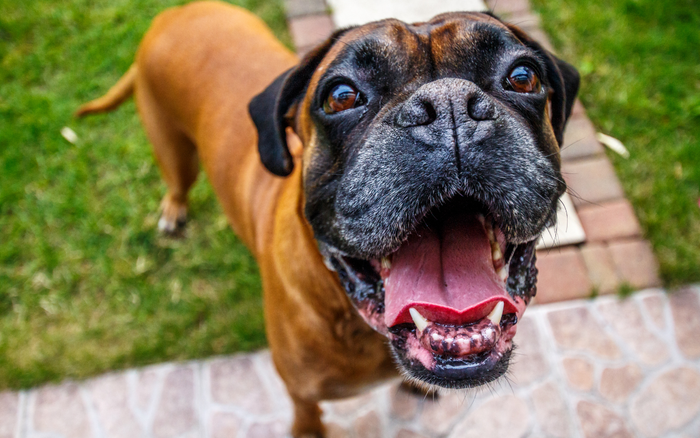 How To Reverse Dog Dental Disease & Gum Disease