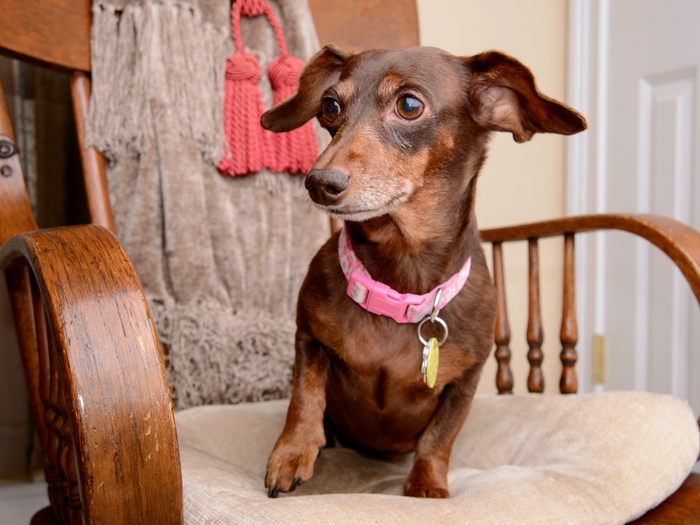 little doxon dog