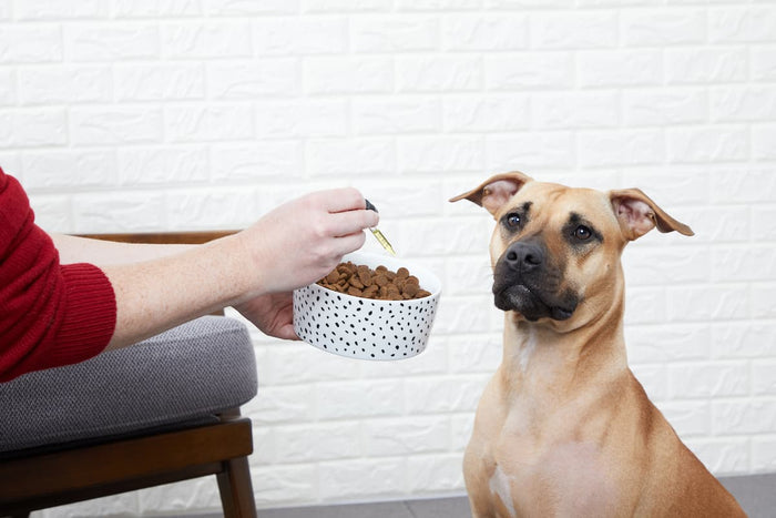 human adding oil to dog kibble