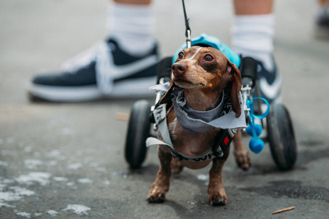 congenital defects in dogs in wheelchair