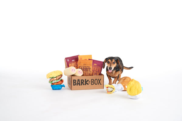 dachshund dog next to barkbox