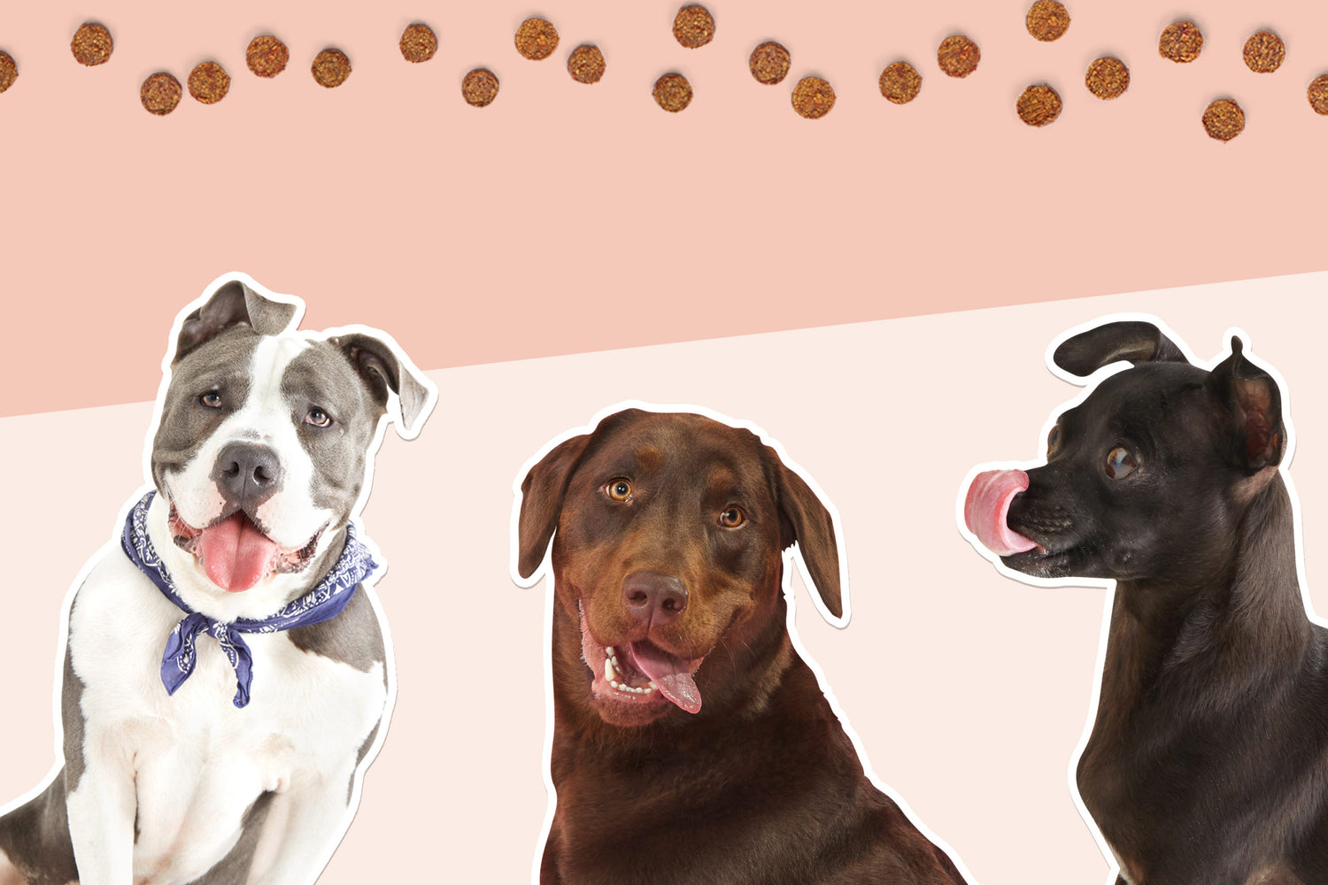 Introducing BARK’s New Food Lineup: Great Meals Made for Your Dog’s Breed