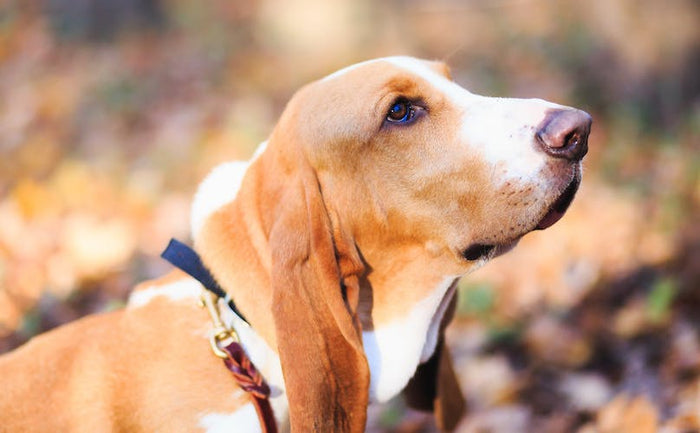 What Are The Best Toys For Basset Hounds?