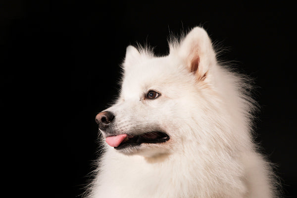 american eskimo dog