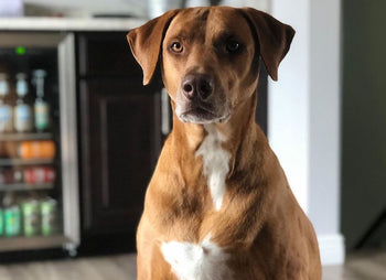 Hardest Dogs to Potty Train: Challenging Breeds Unveiled