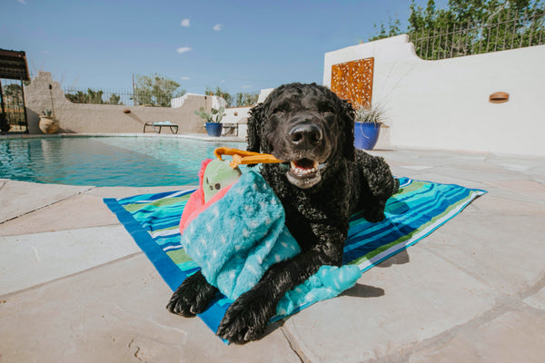 black lab by swimming pool