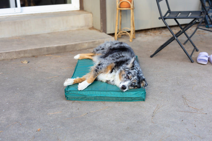 dog sleeping outside