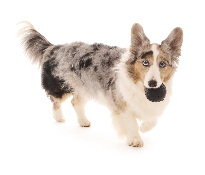 corgi with ball toy in mouth