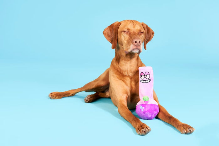 brown dog looking stoned by a pink bong dog toy