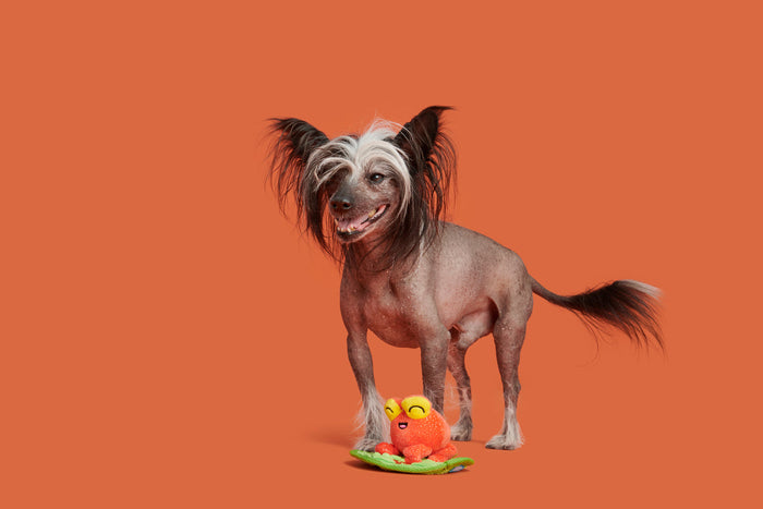 chinese crested dog