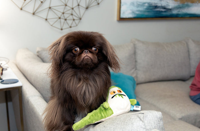 Pekingese