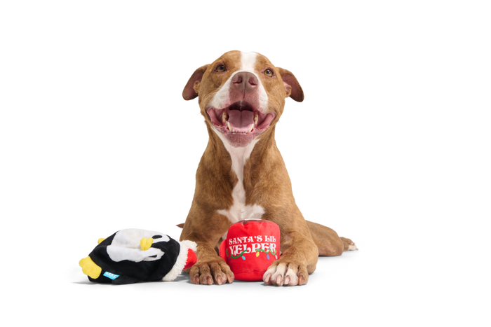 happy pittie with toys