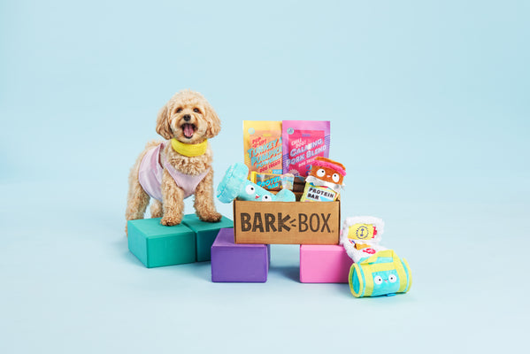 little dog next to barkbox display