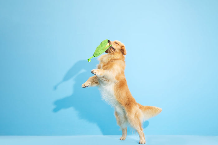 golden retriever action shot