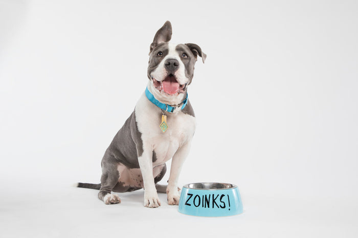 dog next to blue dog food bowl