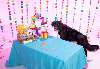 dog birthday party