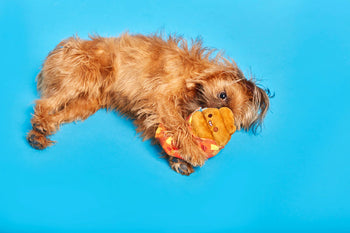dog on blue background