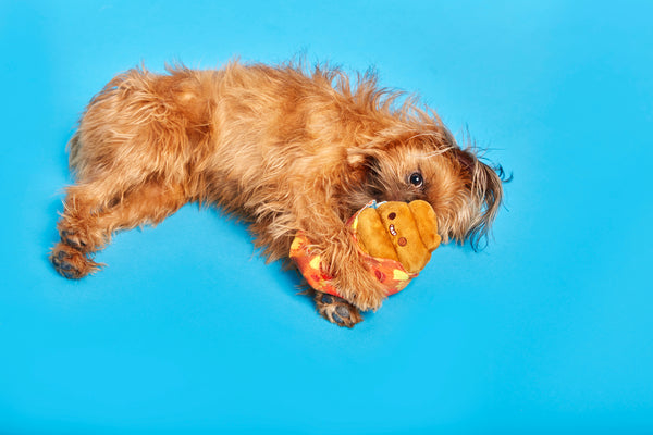 dog on blue background