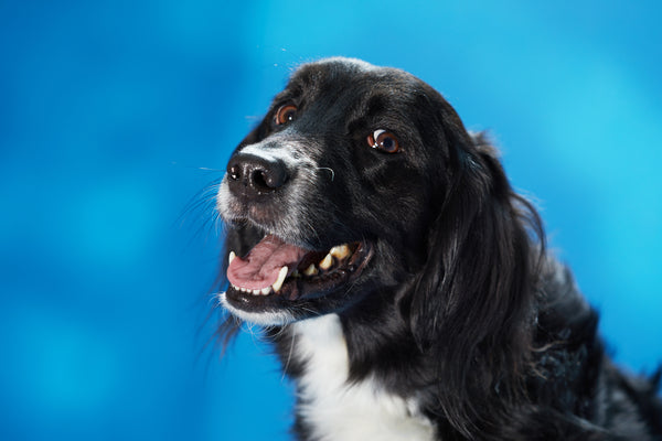 border collie portrait