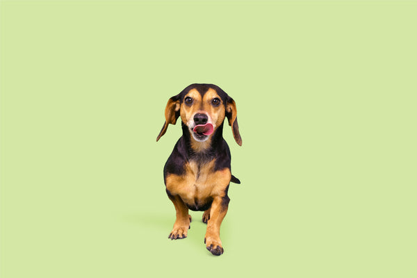 dog on green background