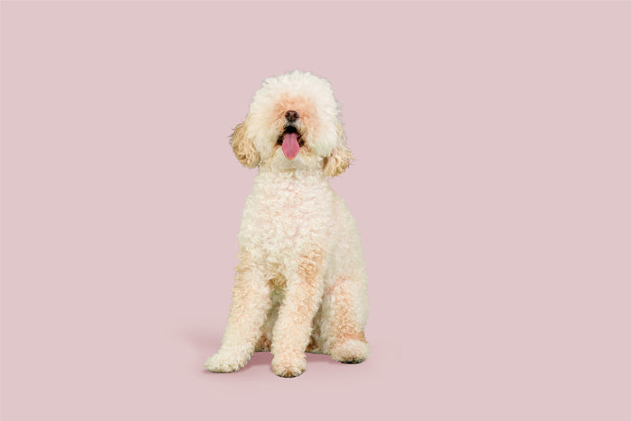 white poodle on pink background