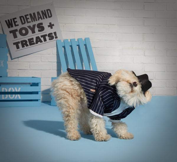 dog shaking off costume