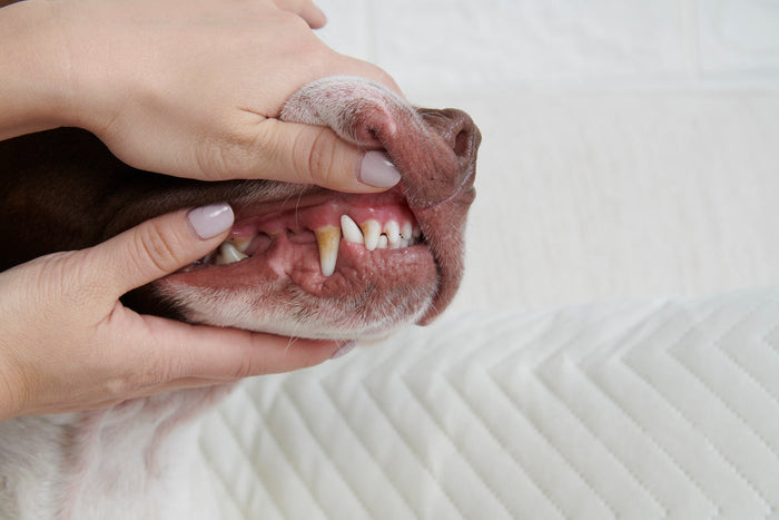 dog teeth gum health
