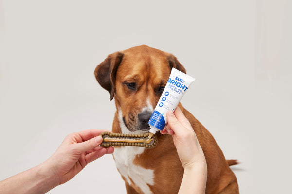 brown dog looking at toothpaste chew