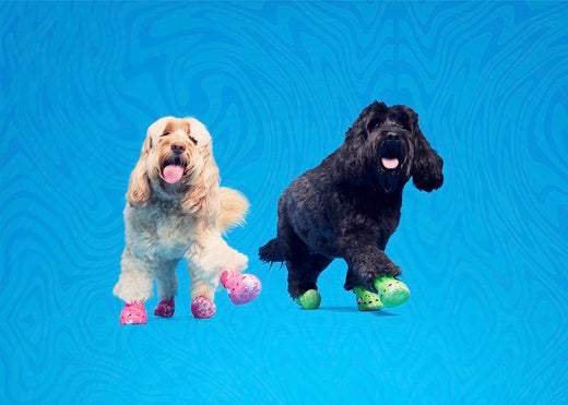 BARK and Crocs Unleash Highly Anticipated Crocs for Dogs