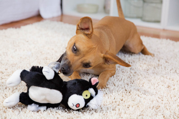 dog playing with skunk toy