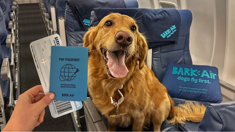 dog on bark air plane