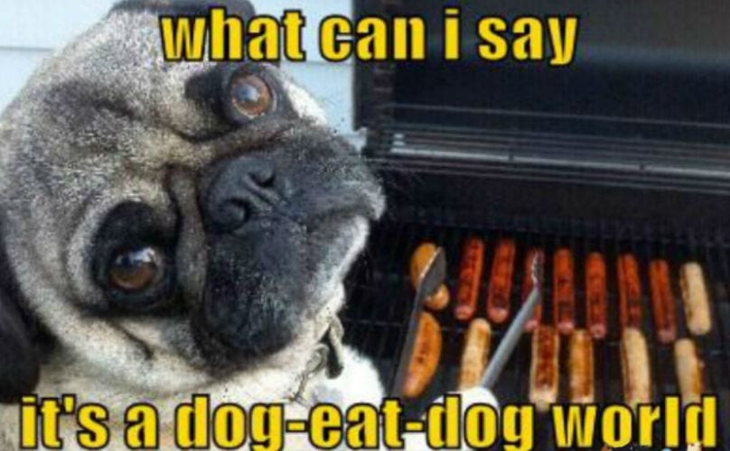 13 Strange Expressions About Dogs Explained