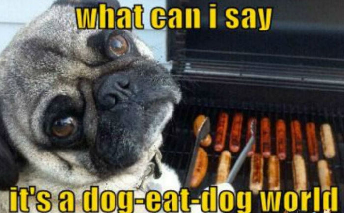 13 Strange Expressions About Dogs Explained