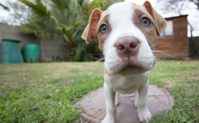 America’s Dog to Public Enemy #1—A History on Pit Bulls, And Why They’re Making Such A Comeback