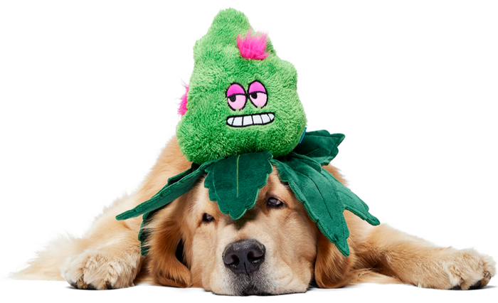 golden with a kush nug toy on his head