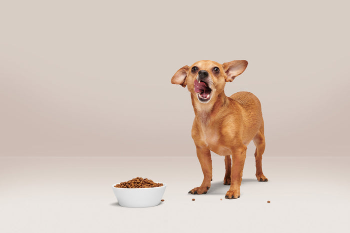 chihuahua eating kibble