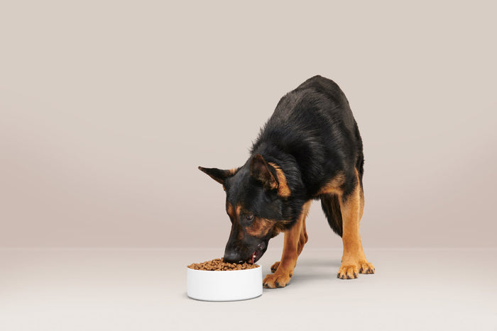 german shepherd eating food