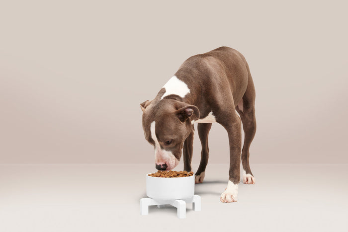 bully eating kibble
