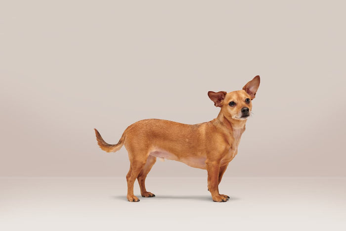 chihuahua on pink background