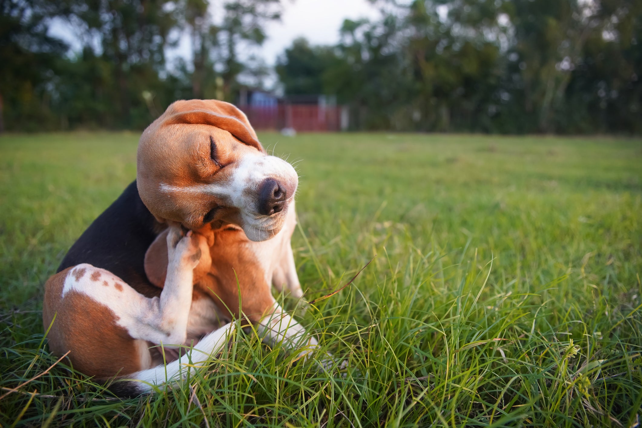 Sniffing Out Allergies: How to Help Your Dog During Allergy Season