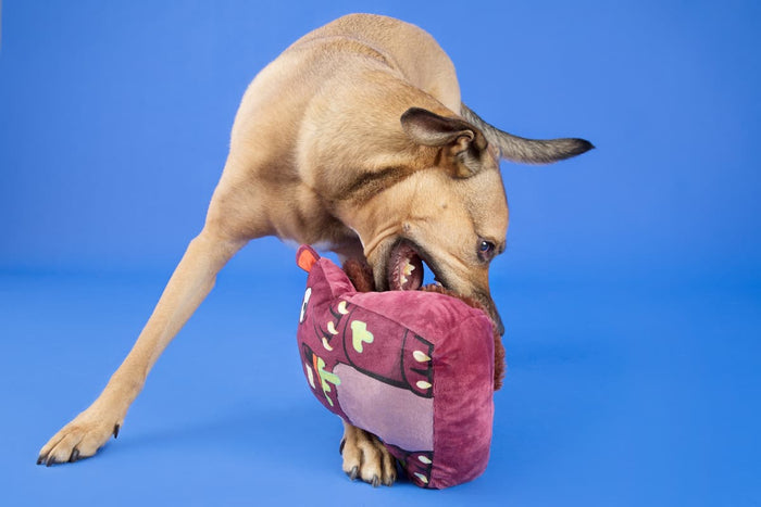 a big dog playing with dog toys for large dogs