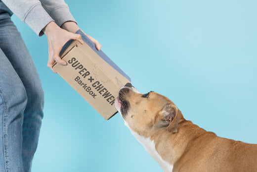 super chewer delivery box with dog