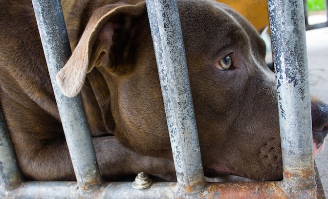 brown pitbull looking sad