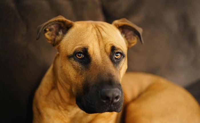 black mouth cur dog guide