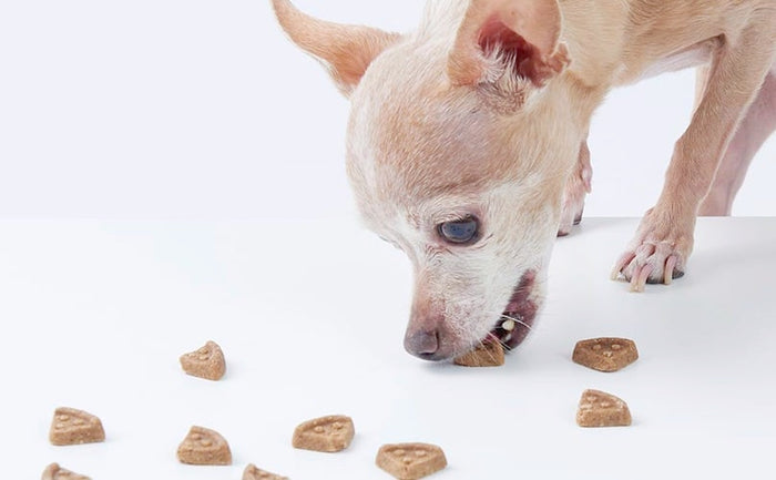 chihuahua eating treats