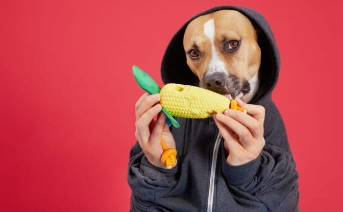 Why Is My Dog Chewing Their Nails And Licking Their Paws?