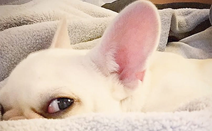 french bulldog giving side eye