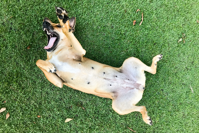 dog showing belly