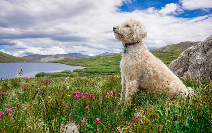 goldendoodle in field